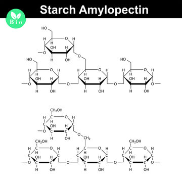 Amylopectin polymer molecular structure