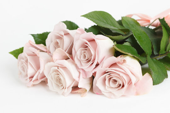 "Menta" roses isolated on white background
