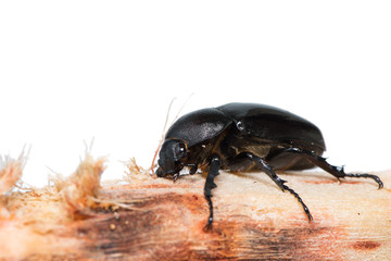 Female horn beetle on the sugar cane stick.