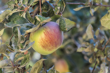 Apple Idared / Apple with a red side hanging on the tree