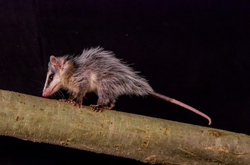 andean white eared opossum on a branch zarigueya