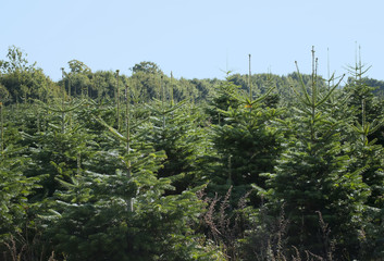 Obraz premium Weihnachtsbaum Verkauf / Plantage in Schleswig-Holstein 
