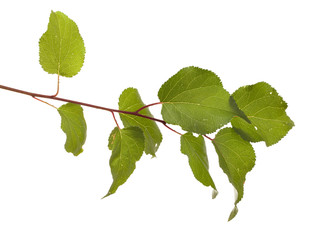 Fototapeta premium apricot tree branch with green leaves isolated on white backgrou
