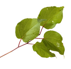 Fototapeta premium apricot tree branch with green leaves isolated on white backgrou