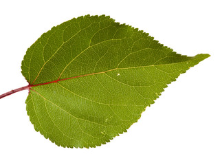 leaves of the apricot tree. isolated on white background