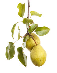 Ripe pears on a branch with leaves. isolated on white background