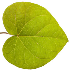 flower green leaf Morning Glory on a white background