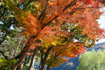 red maple leaves in autumn kawaguchiko, japan