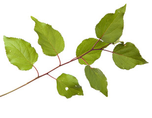 Fototapeta premium apricot tree branch with green leaves isolated on white backgrou