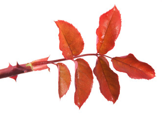 rose bush branch isolated on white background