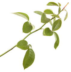Fototapeta na wymiar rose bush branch isolated on white background