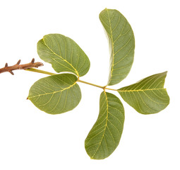 branch of walnut isolated on white background