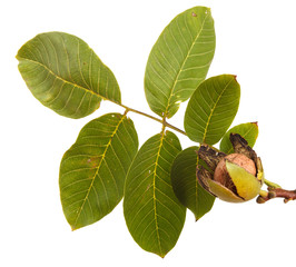 ripe walnuts on a branch. isolated on white background