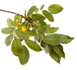 branch of walnut isolated on white background