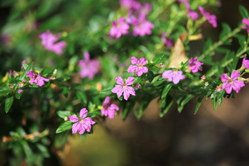 Small False heather Flower