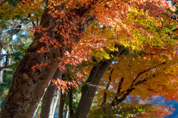 red maple leaves in autumn kawaguchiko, japan