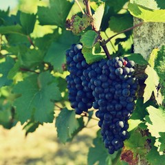 Grapes. Vineyards under Palava. Czech Republic - South Moravian Region wine region.