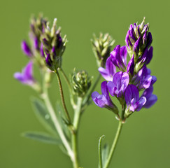 Macrophotographie d'une fleur sauvage: Luzerne cultivée (Medicago sativa)