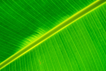 Banana leaf lines pattern,shot from underneath.Lines,color and pattern of line from nature.Banana tree leaf.