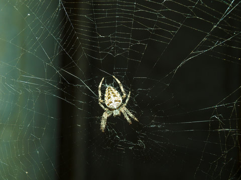 Fearsome spider Araneus awaits its prey in the web center