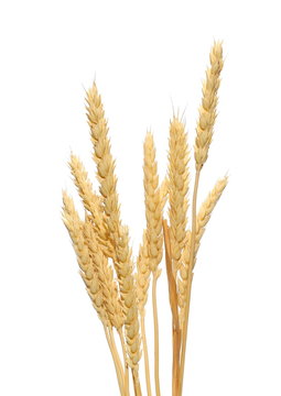 wheat grain isolated on white background, with clipping path