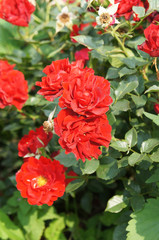 Many red roses head in garden