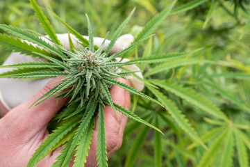 Cultivation of marijuana (Cannabis sativa), flowering cannabis plant as a legal medicinal drug, herb, ready to harvest