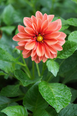 Red dahlia flower in garden