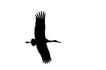 White stork in flight . Silhouettes.