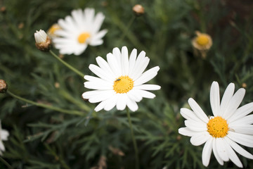 Fototapeta premium Mediterranean Flowers 2