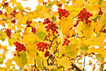 Autumn trees with fall golden leaves and red berries. Autumn park background. Selective focus 