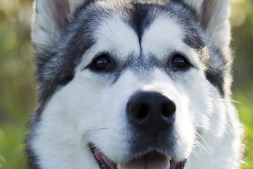 Sled dog breed Malamute
