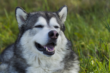 Sled dog breed Malamute
