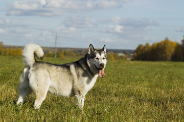 Sled dog breed Malamute