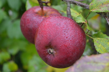 beautiful red apples with drops of dew on the branches with leaves