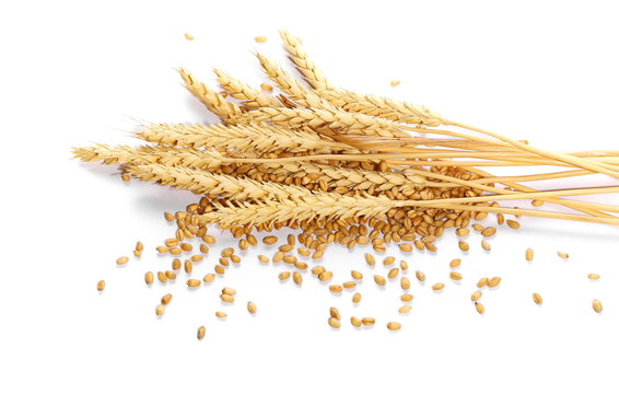 wheat ears on heap of grain, isolated on white background