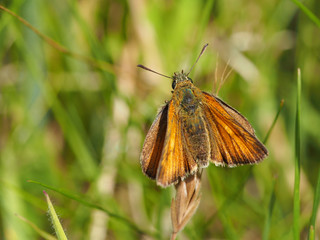 Small Skipper
