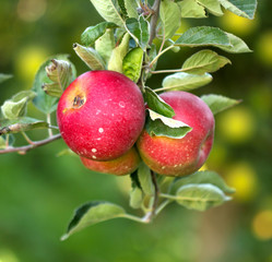 Ripe Apples in Orchard ready for harvesting