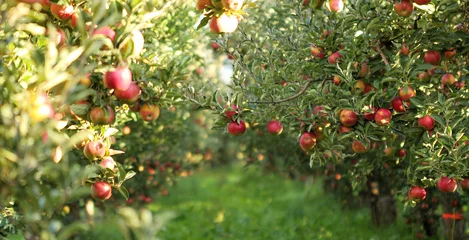 Keuken spatwand met foto Rijpe appels in boomgaard klaar om geoogst te worden © bellakadife
