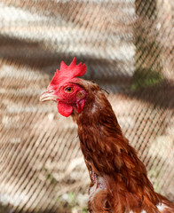 young rooster in a poutry cage