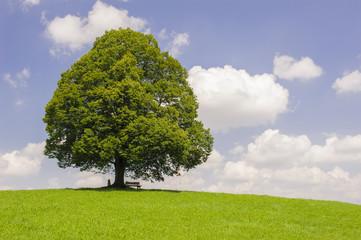 Fototapeta na wymiar Große Linde als Einzelbaum im Frühling