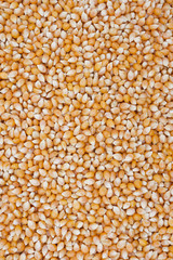 Popcorn Kernels Background