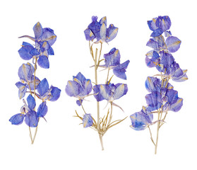 Fototapeta na wymiar Blue dried pressed flowers