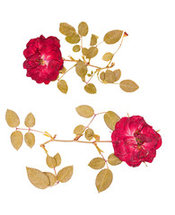 Set of small dried roses pressed