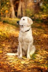 Autumn portrait of golden retriever