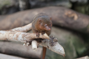 Mongoose on branch