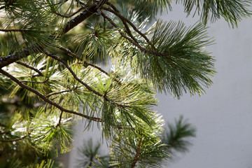 Branch of Pine Tree