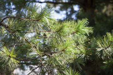 Fototapeta na wymiar Branch of Pine Tree
