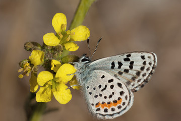 El Segundo Blue (Euphilotes battoides allyni) is butterfly.