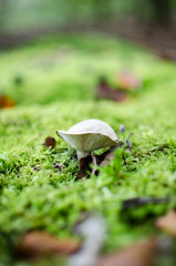 A single mushroom on a bed of moss.NEF